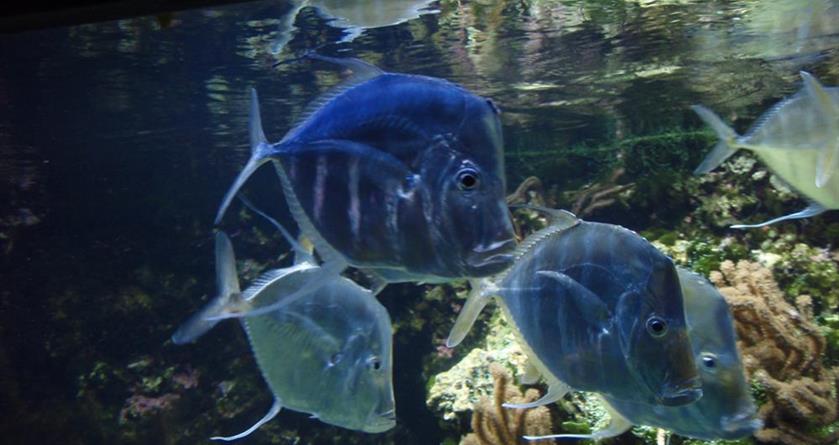 Poissons de l'ocearium à Croisic - Hotel La Concorde La Baule