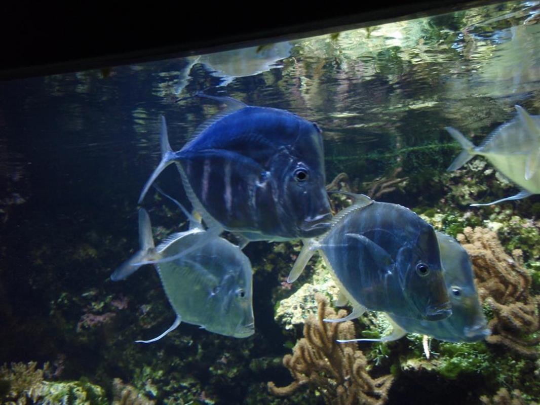 Ocean du croisic en Loire Atlantique A visiter à la Baule et ses